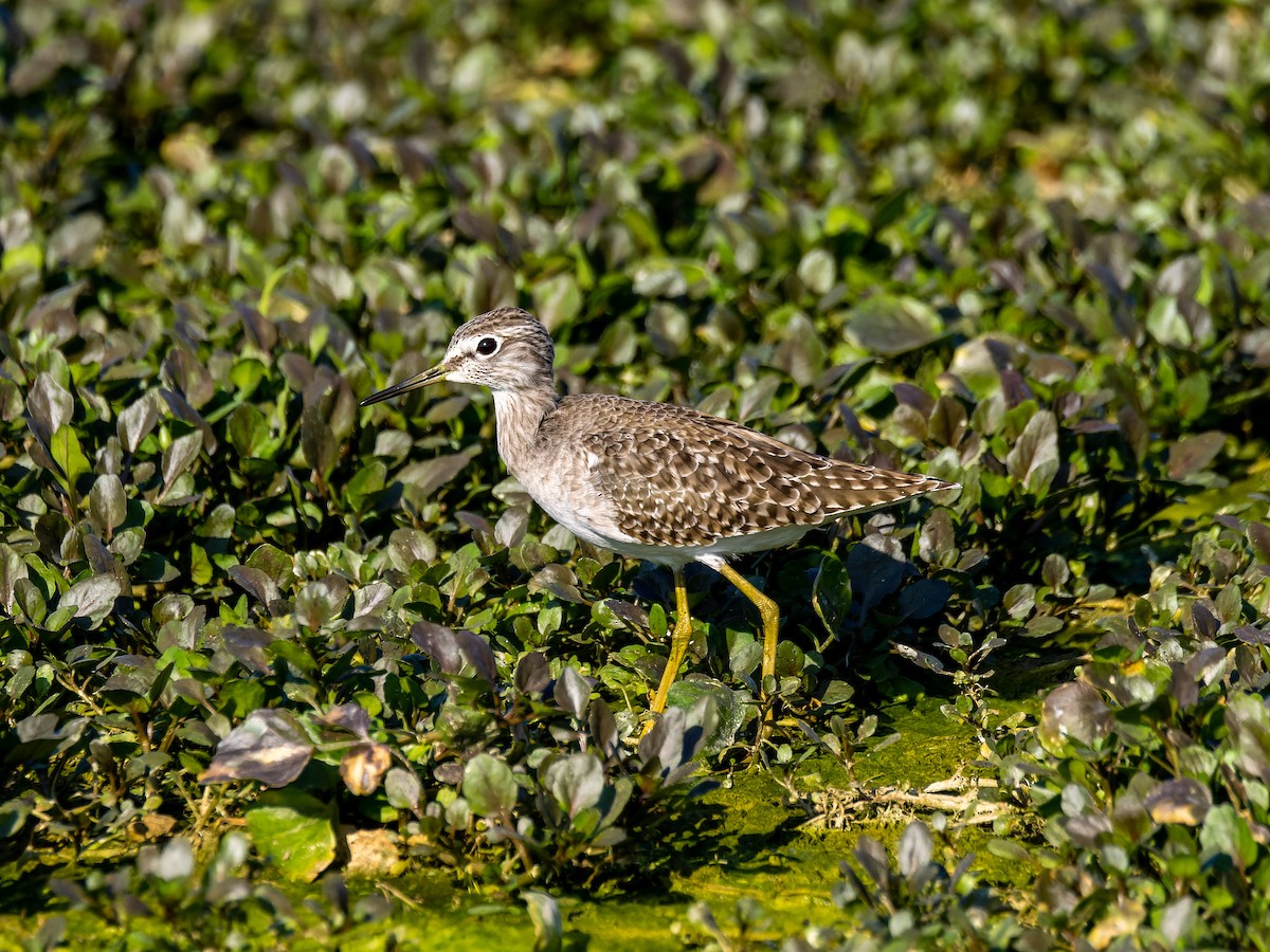 vodouš bahenní - ML645715336