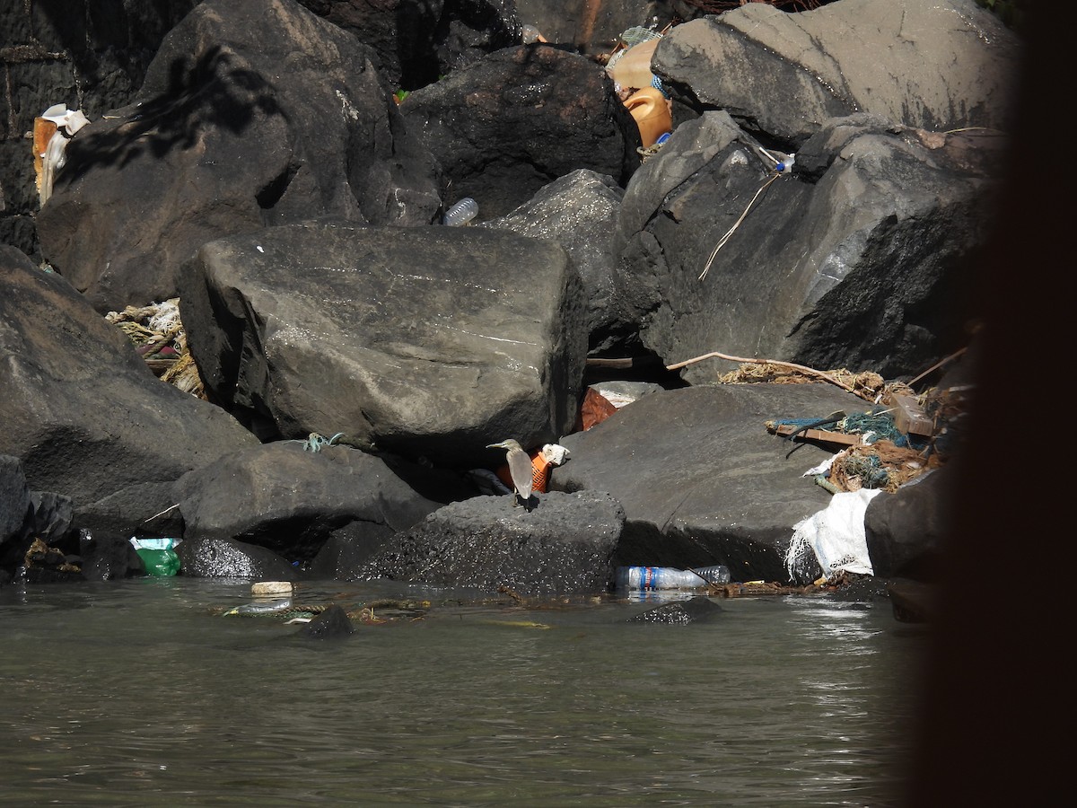 Indian Pond-Heron - ML645715341