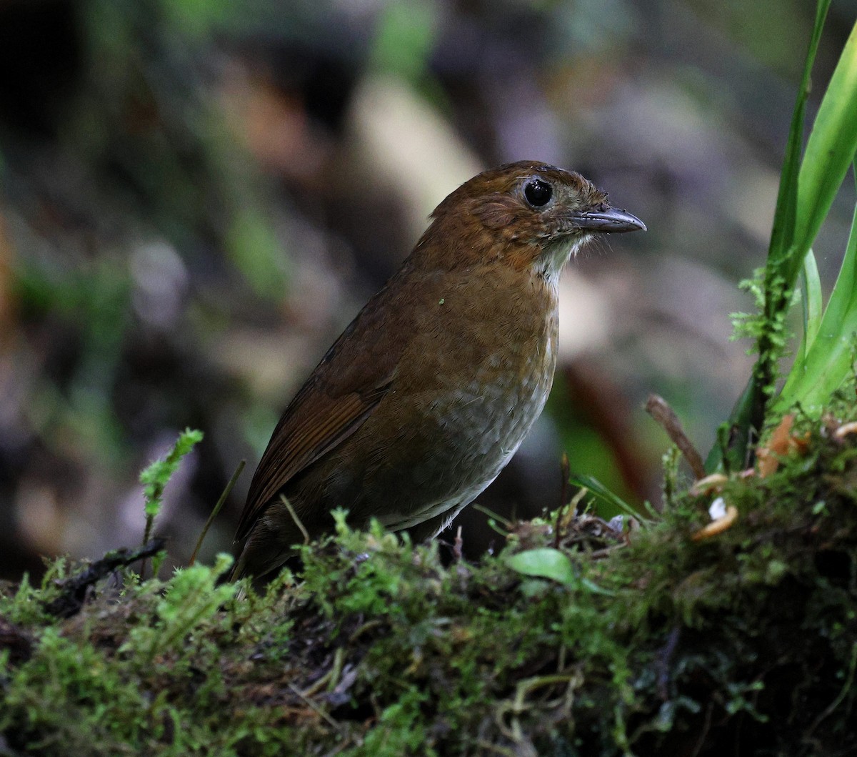 Brown-banded Antpitta - ML645715349