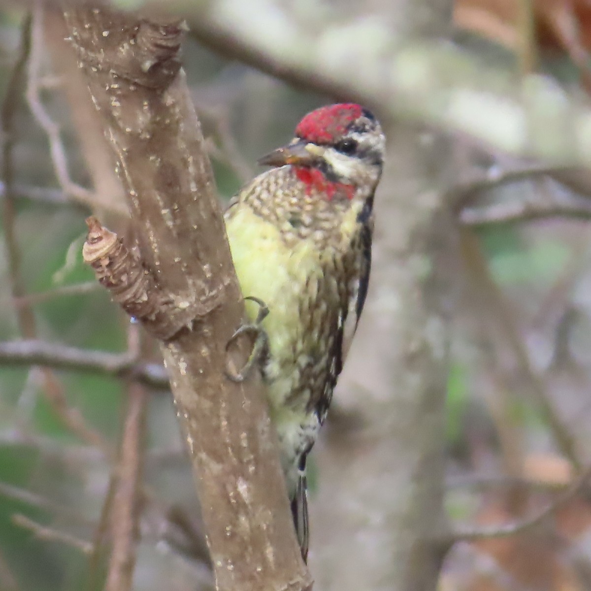 Yellow-bellied Sapsucker - ML645715362