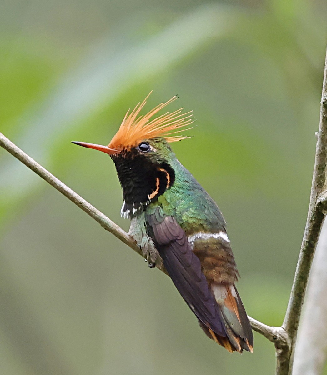 Kızıl Başlıklı Koket - ML645715383