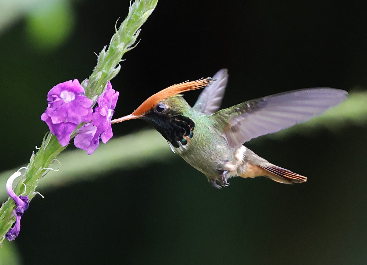 Kızıl Başlıklı Koket - ML645715384