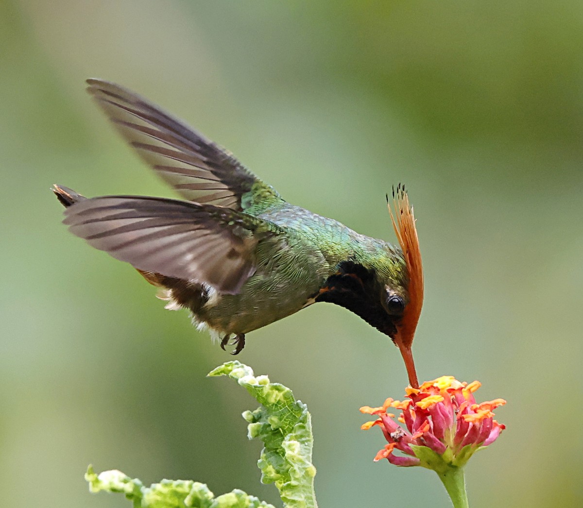 Kızıl Başlıklı Koket - ML645715385