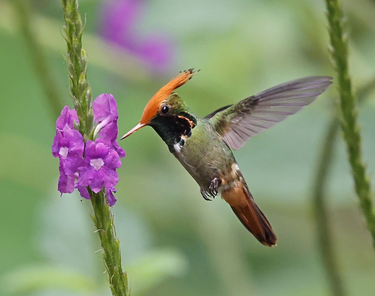 Kızıl Başlıklı Koket - ML645715386