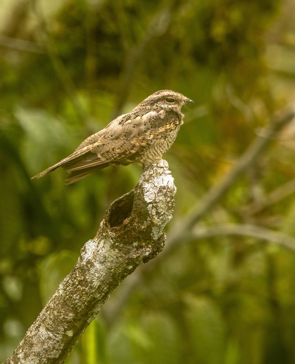 Blackish Nightjar - ML645715393