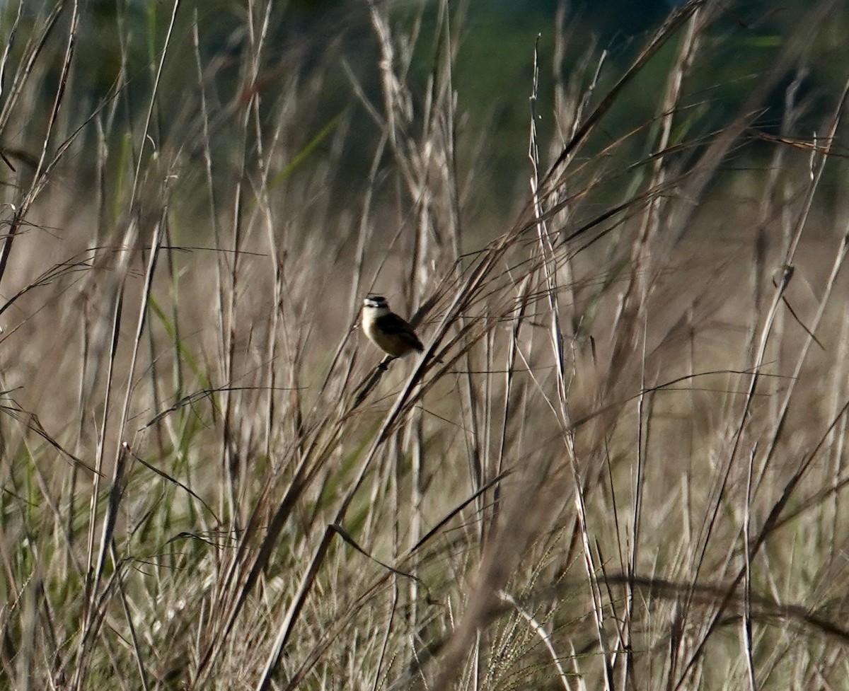 Sharp-tailed Tyrant - ML645715394