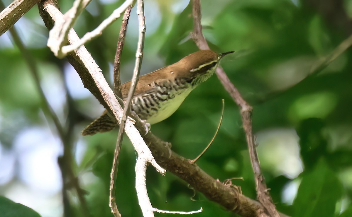 Banded Wren - ML645715395