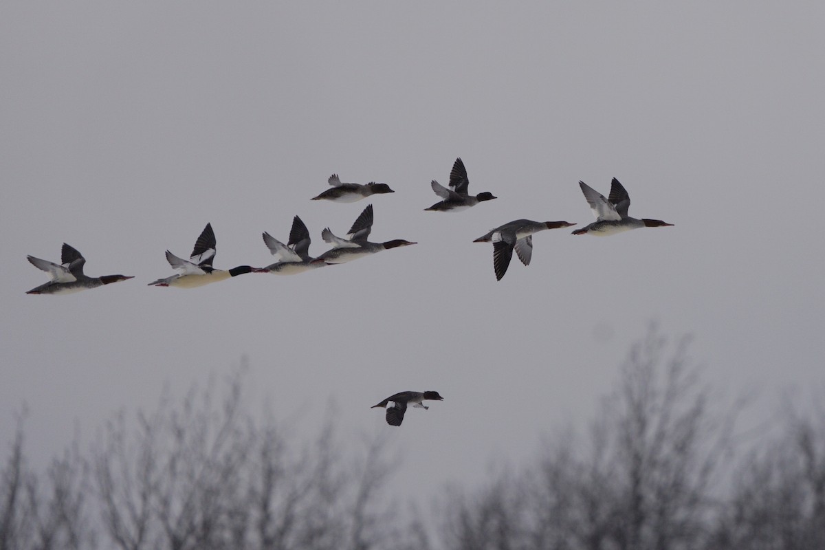 Common Merganser - ML645715426
