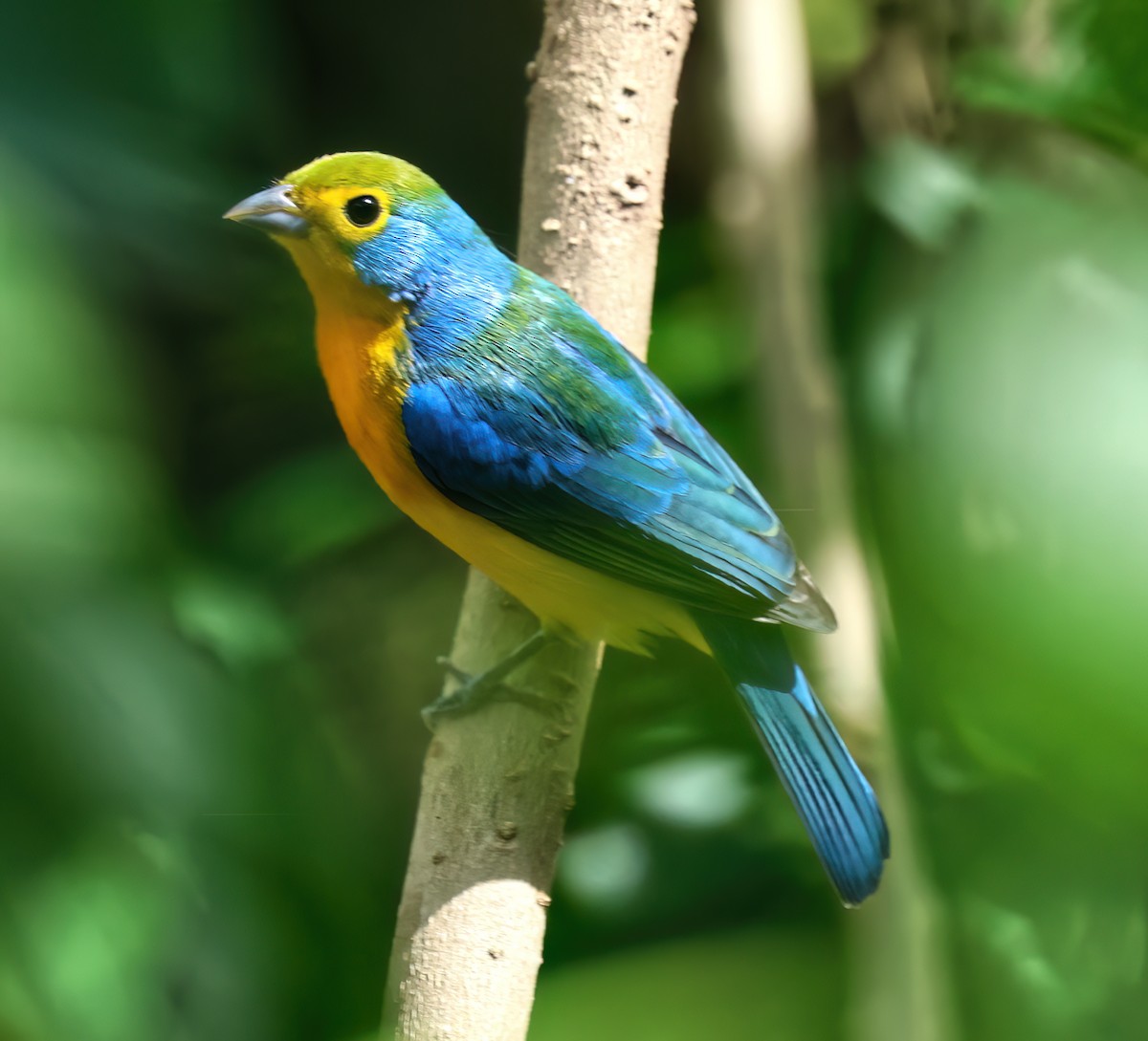 Orange-breasted Bunting - ML645715427