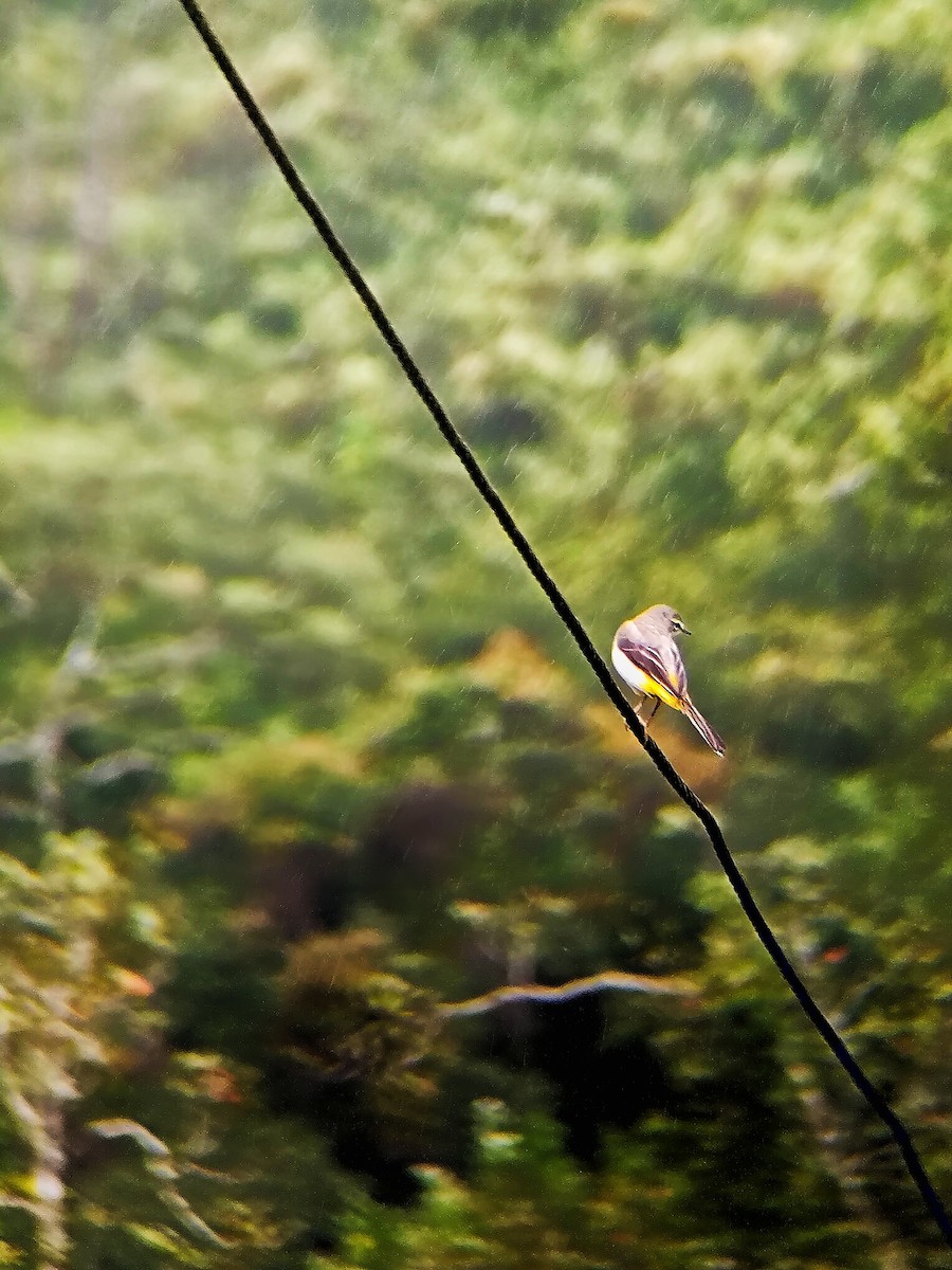 Gray Wagtail - ML645715444