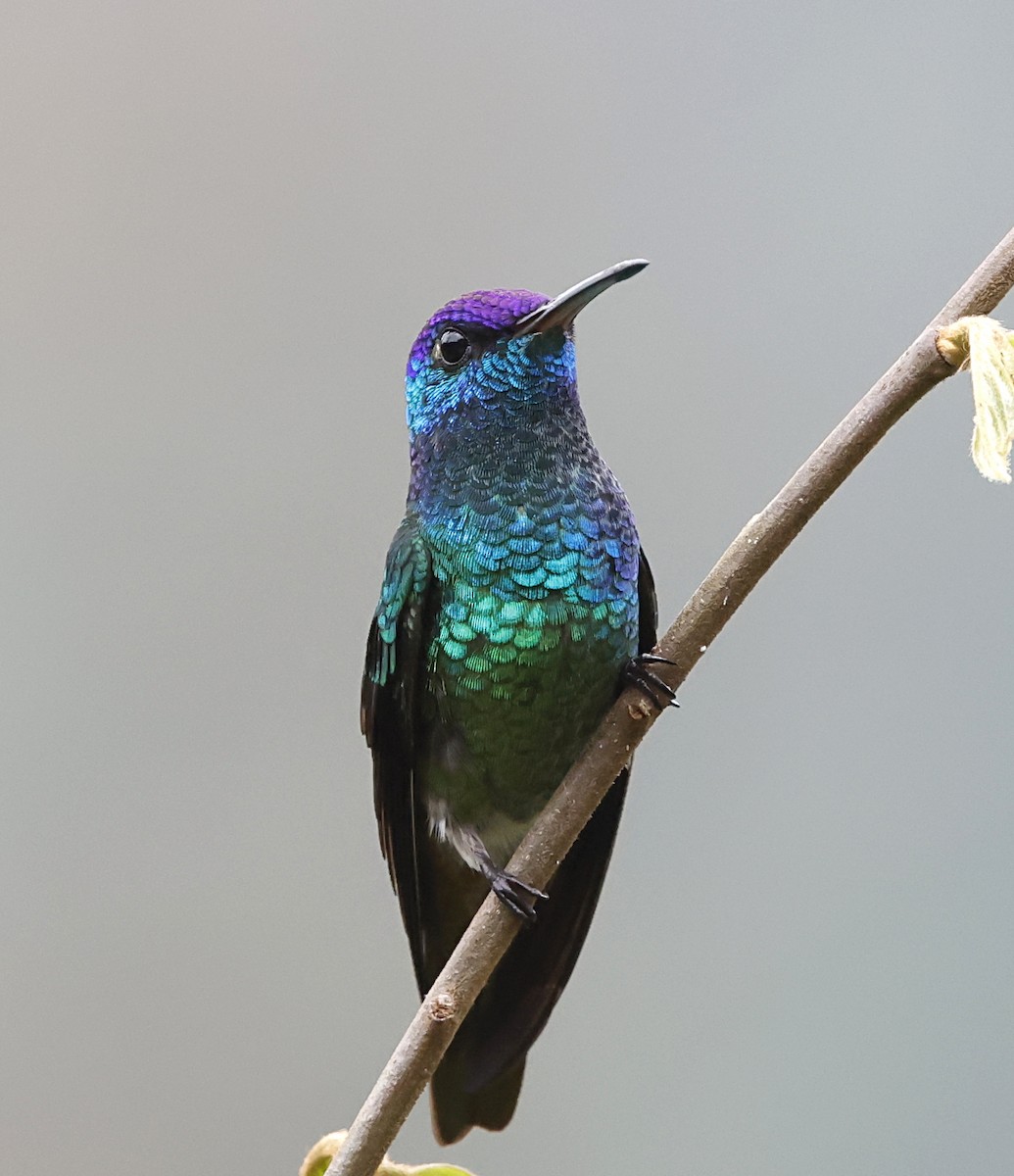 kolibřík zlatochvostý - ML645715447