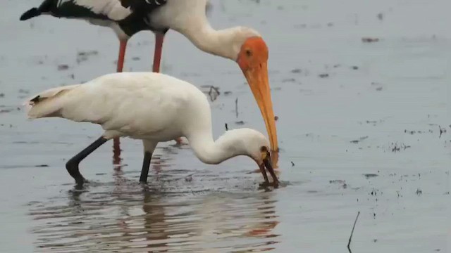Eurasian Spoonbill - ML645715448