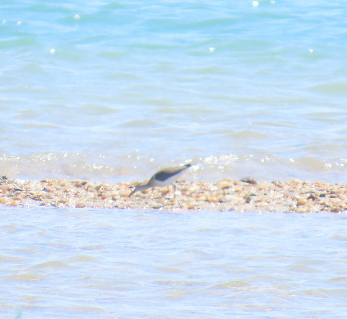 Greater Yellowlegs - ML645715471