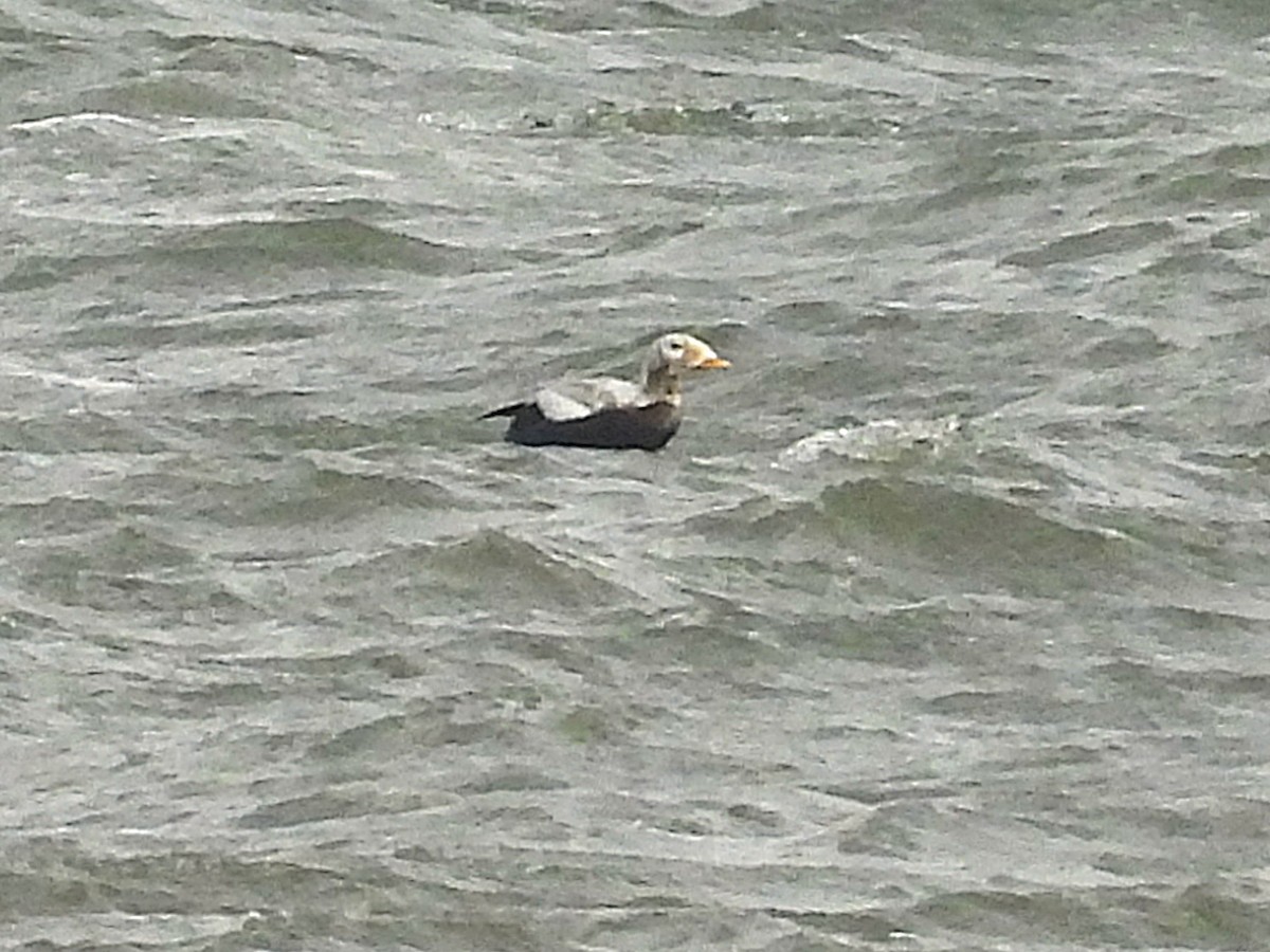Spectacled Eider - ML645715490