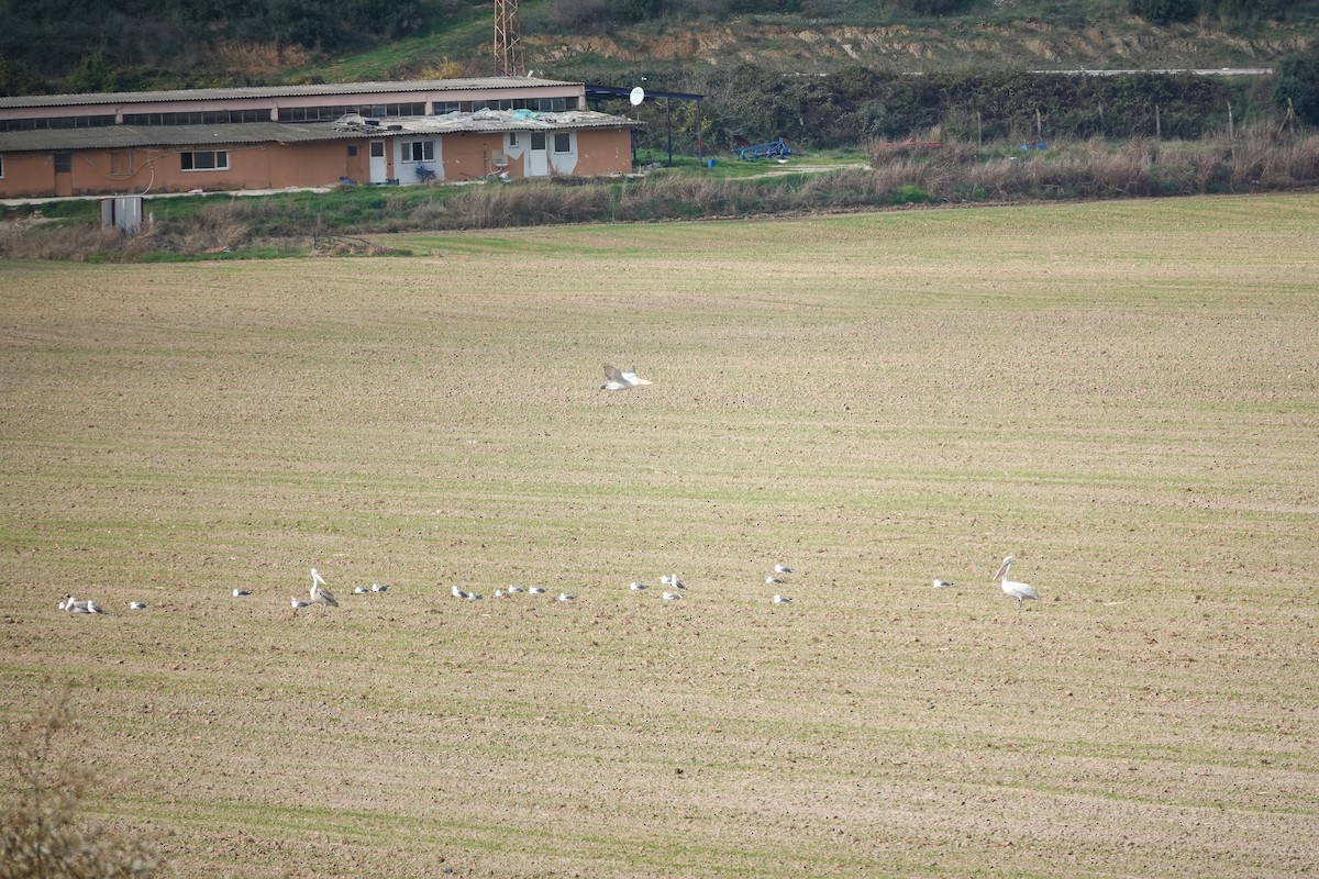 Dalmatian Pelican - ML645715496