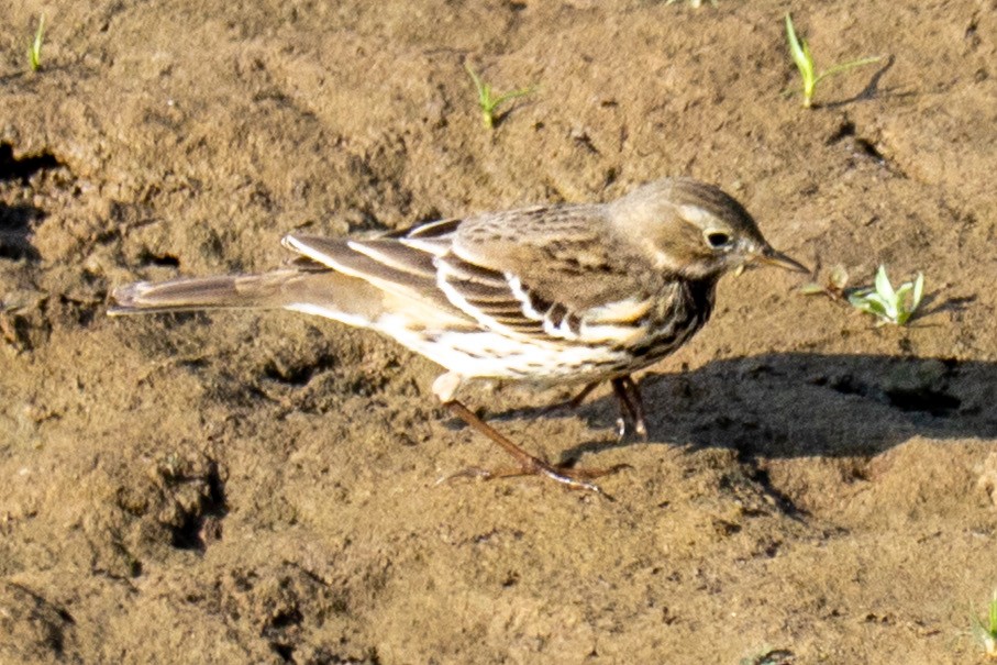 Щеврик японський - ML645715509