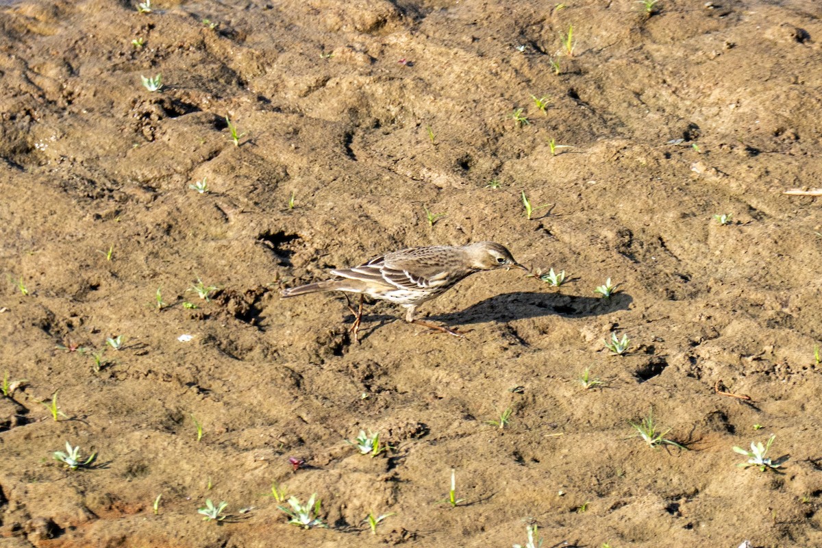 Щеврик японський - ML645715512