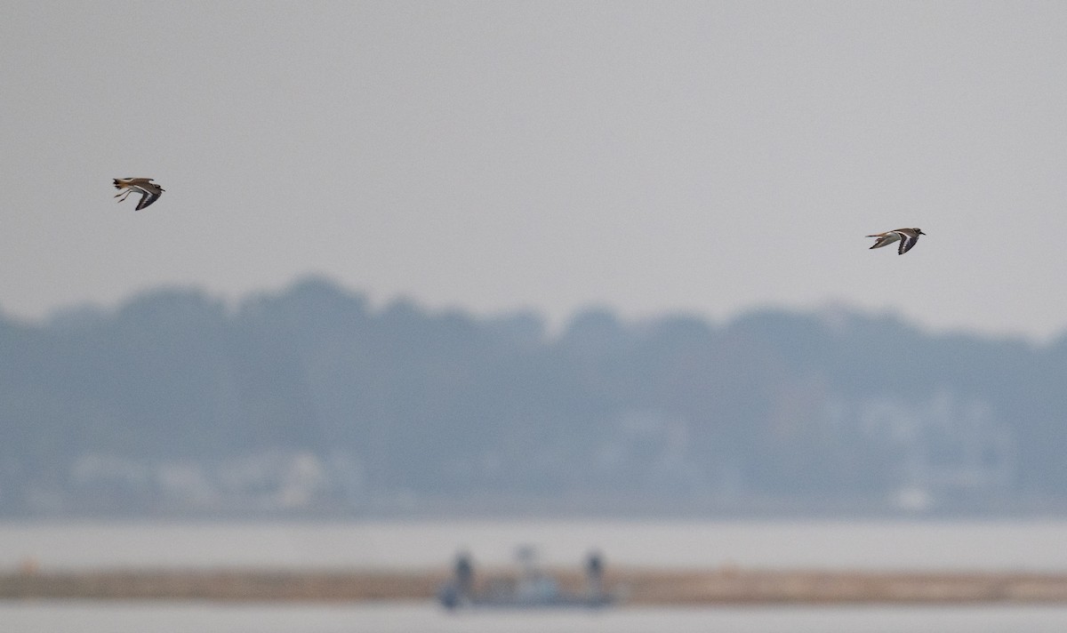 Пісочник крикливий - ML645715514