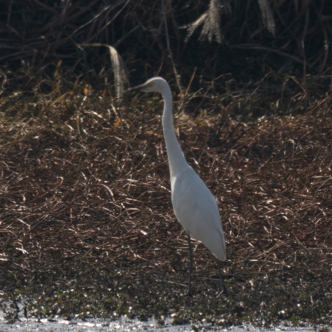 Medium Egret - ML645715515