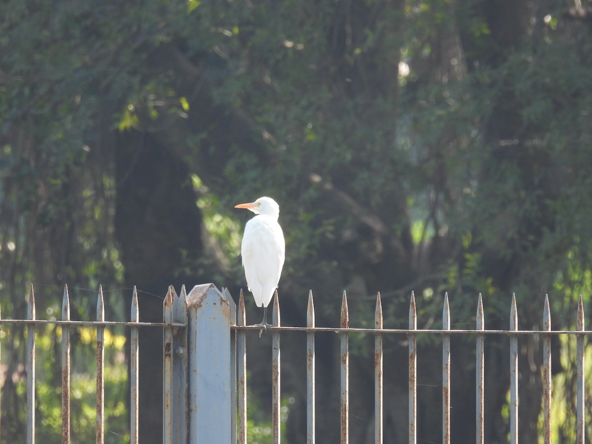 Чапля єгипетська східна - ML645715516