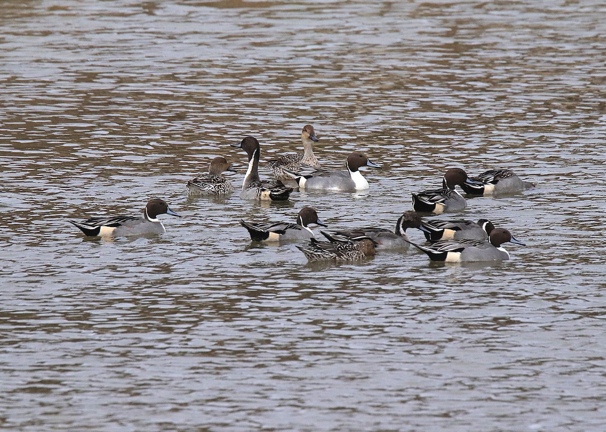 Шилохвіст північний - ML645715518