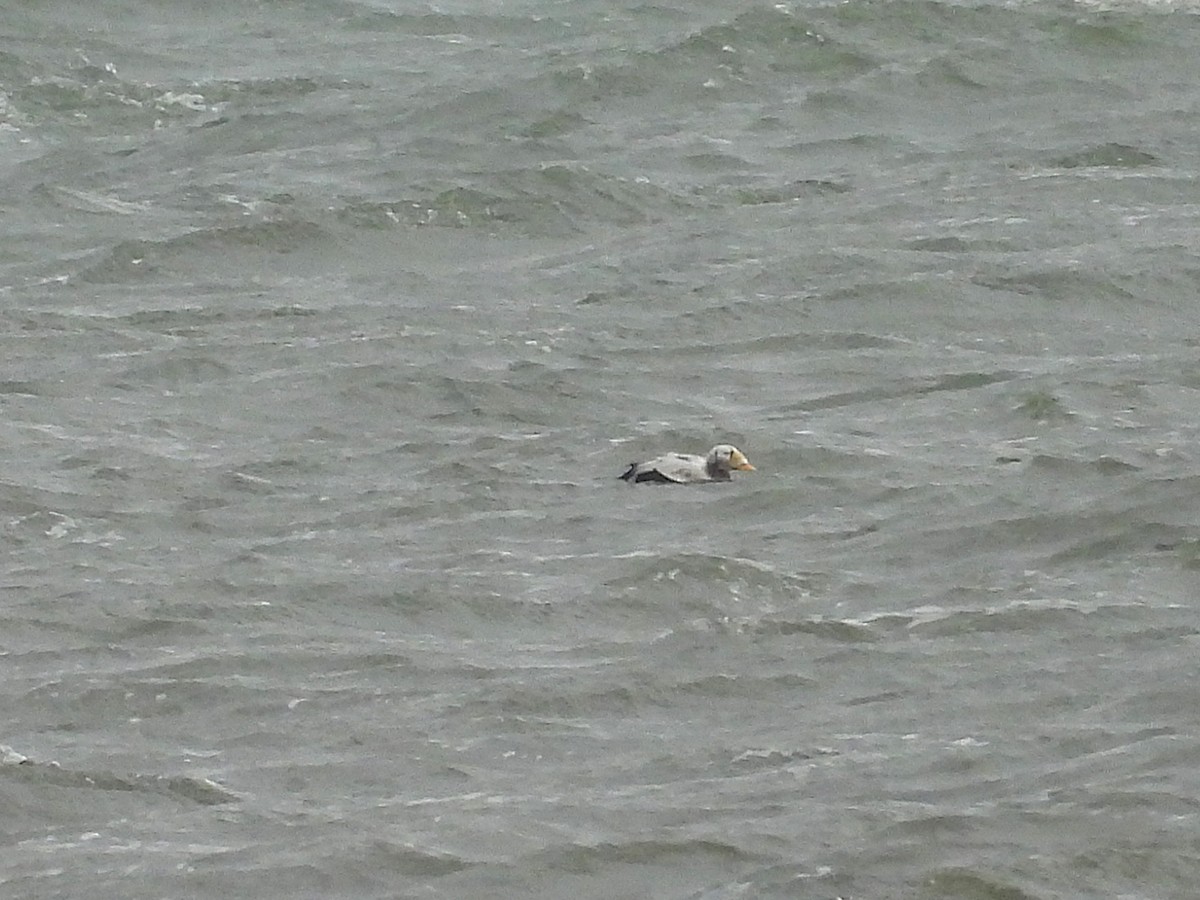 Пухівка Фішера - ML645715519