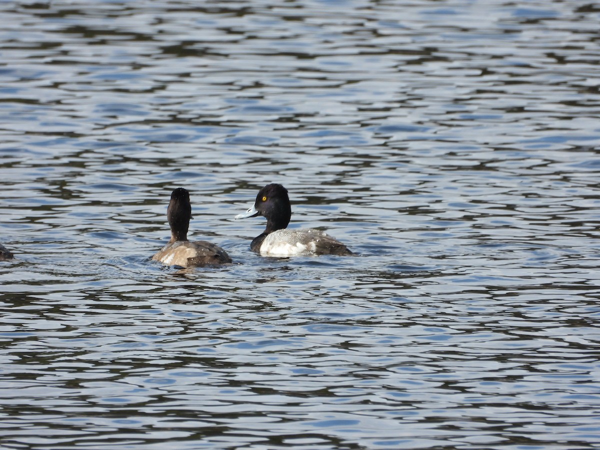 Чернь американська - ML645715520