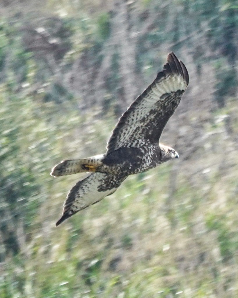 Канюк звичайний - ML645715521