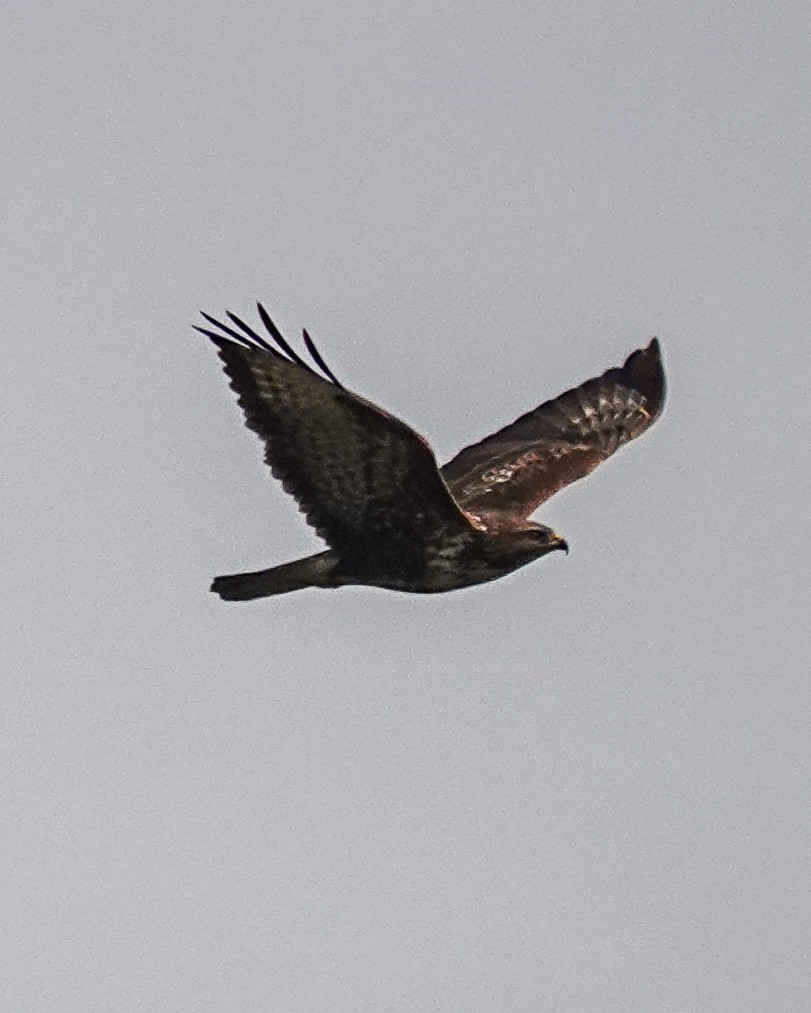 Канюк звичайний - ML645715522