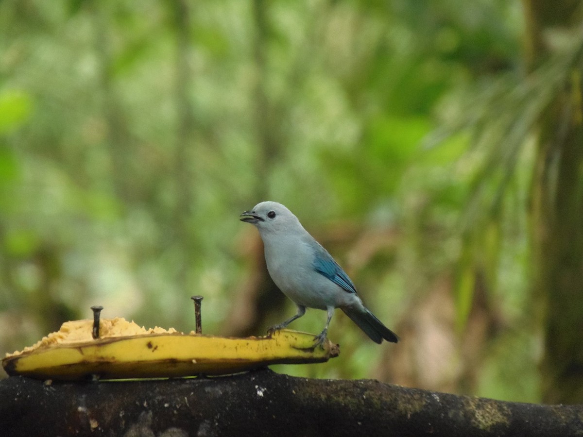 Саяка блакитна [група cana] - ML645715526
