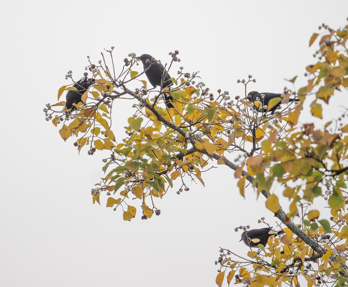 Трупіалець північний - ML645715527