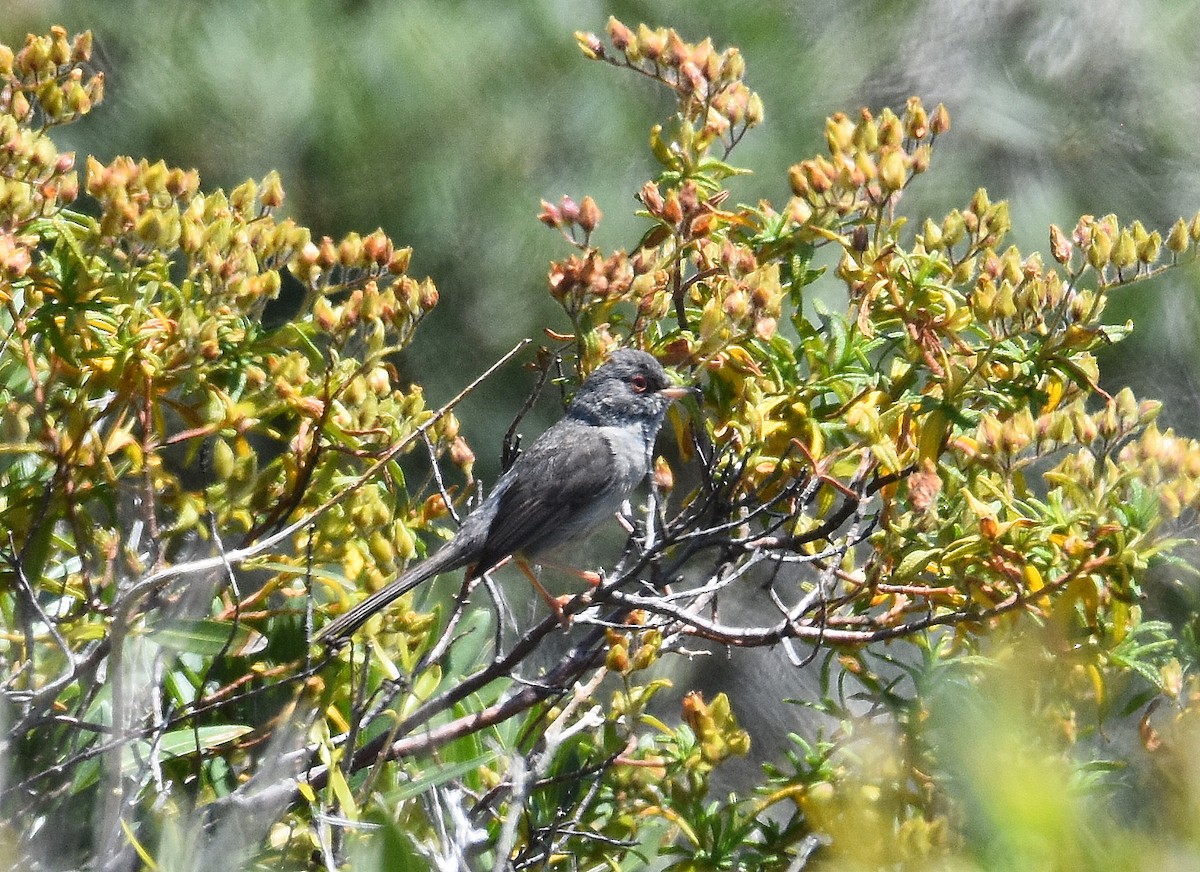Кропив'янка сардинська - ML645715528