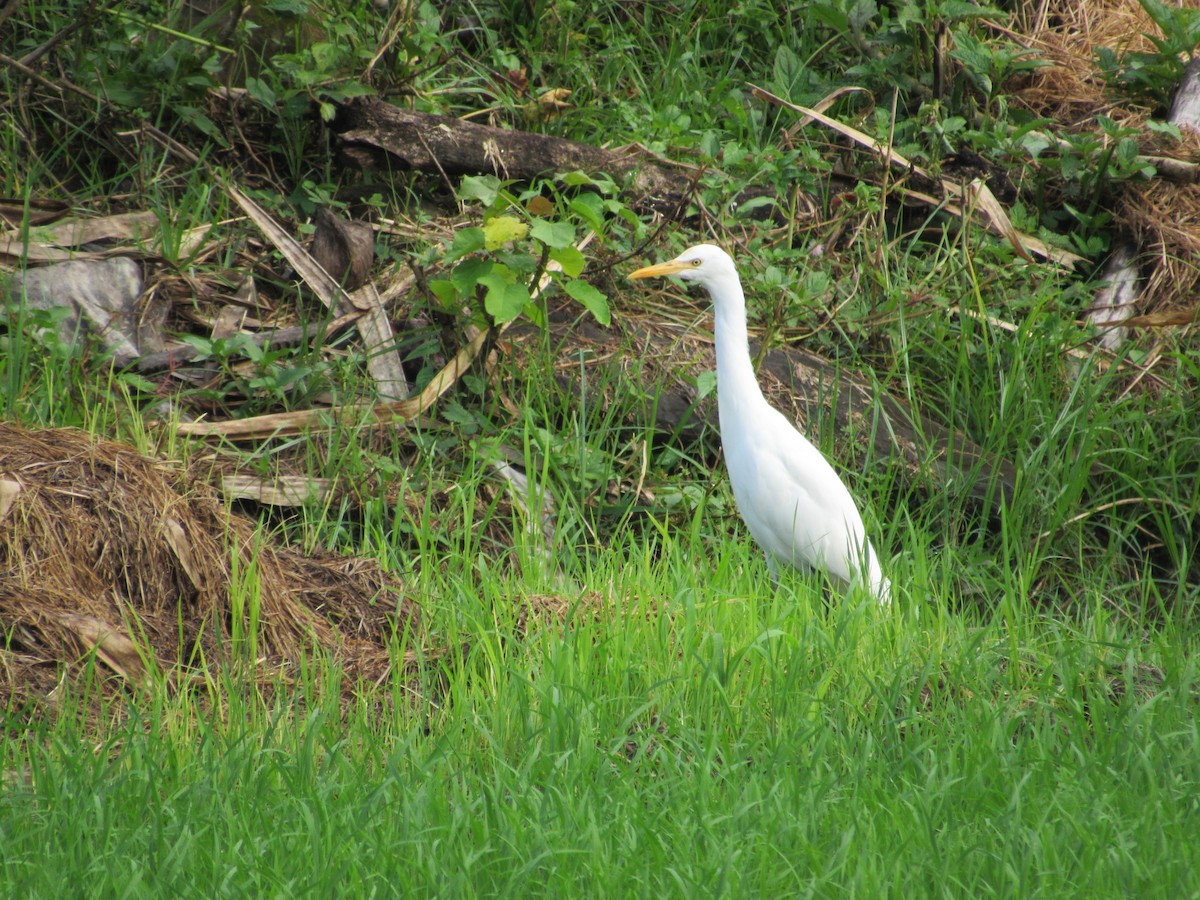 Чапля єгипетська східна - ML645715530