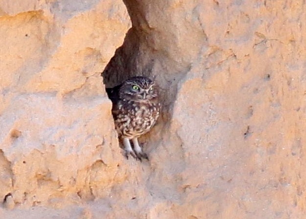 Сич хатній - ML645715531