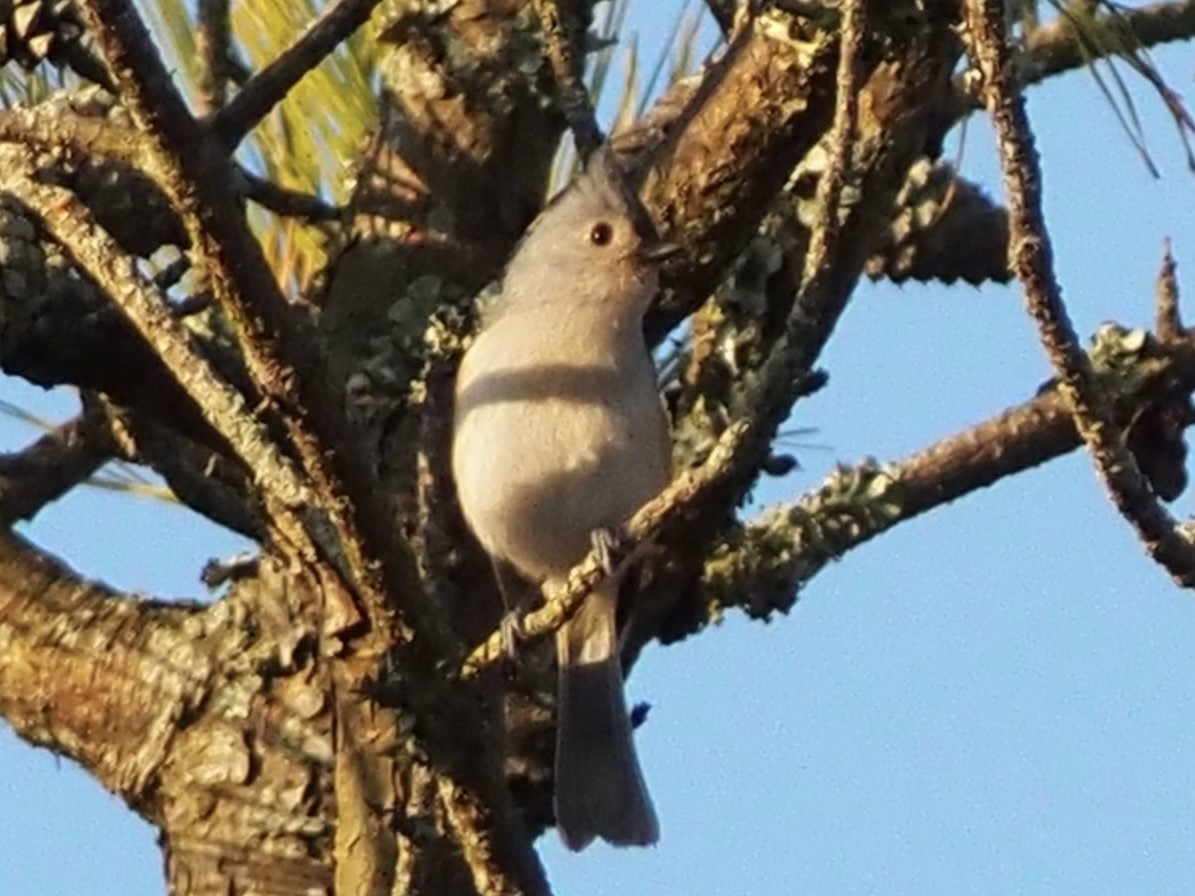 Синиця гострочуба - ML645715532