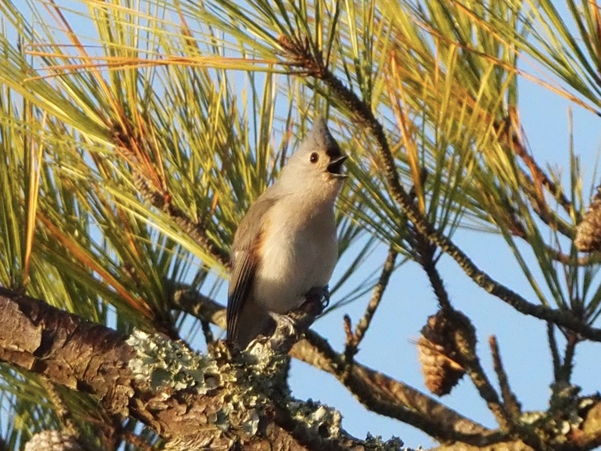 Синиця гострочуба - ML645715533