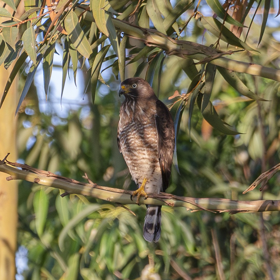 Канюк великодзьобий - ML645715534