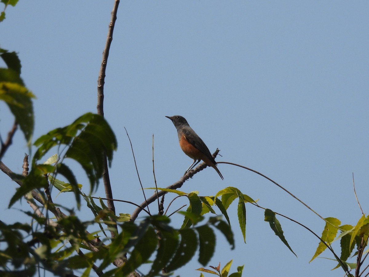 Горихвістка чорна - ML645715536