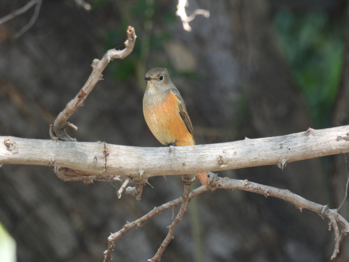 Горихвістка чорна - ML645715537