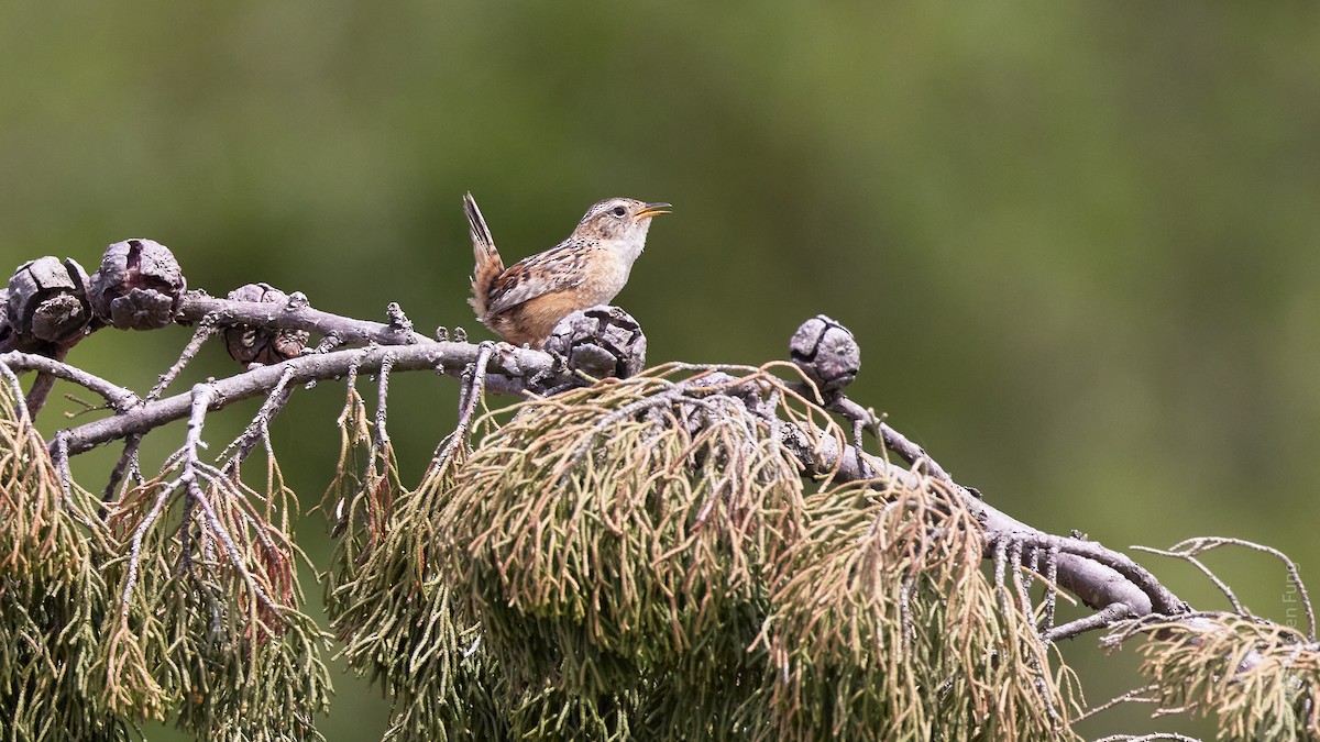 Овад річковий - ML645715538