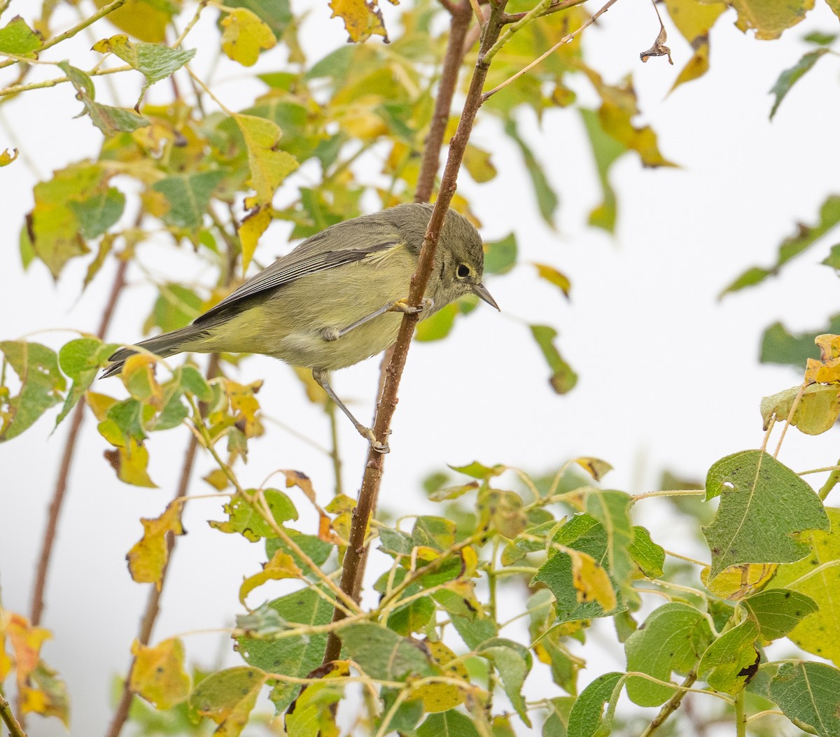 Червоїд оливковий - ML645715539