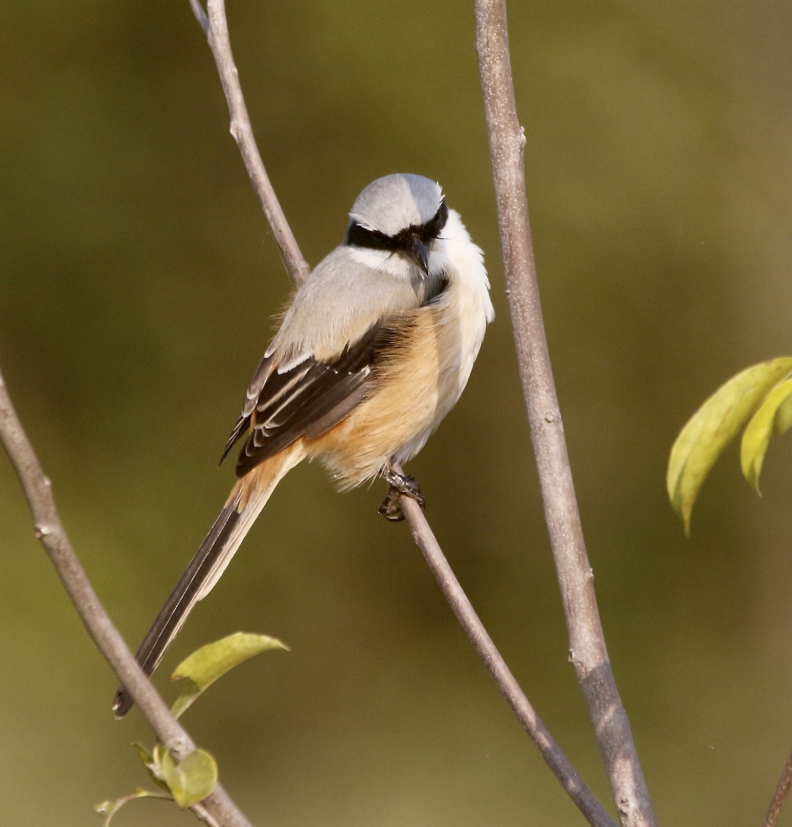 Сорокопуд довгохвостий - ML645715540