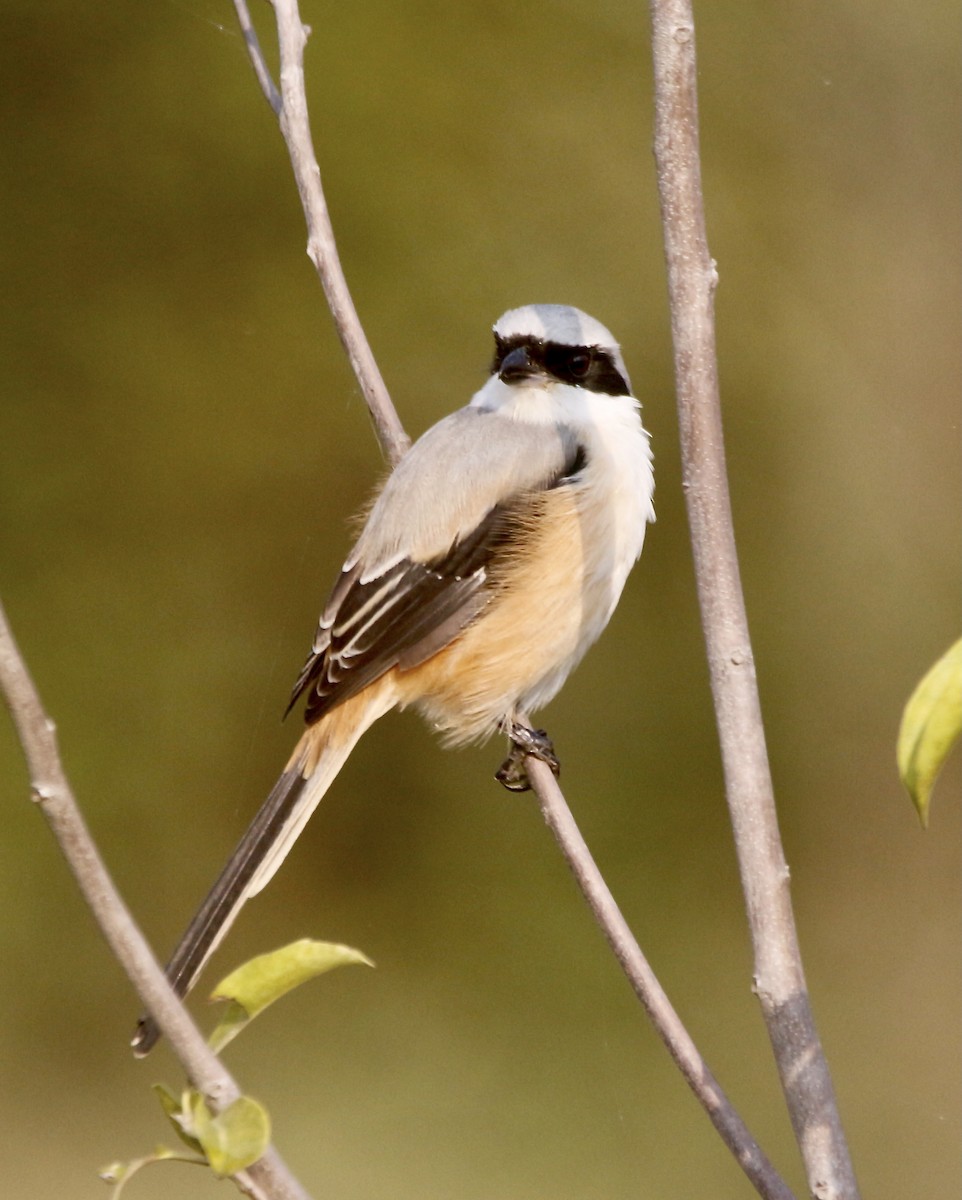 Сорокопуд довгохвостий - ML645715541