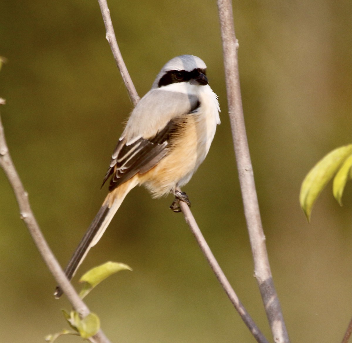 Сорокопуд довгохвостий - ML645715542