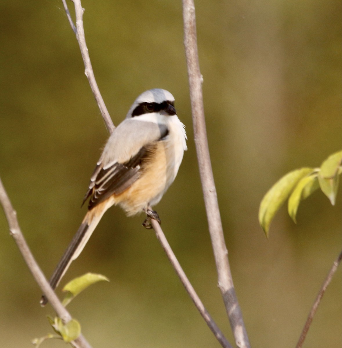 Сорокопуд довгохвостий - ML645715543