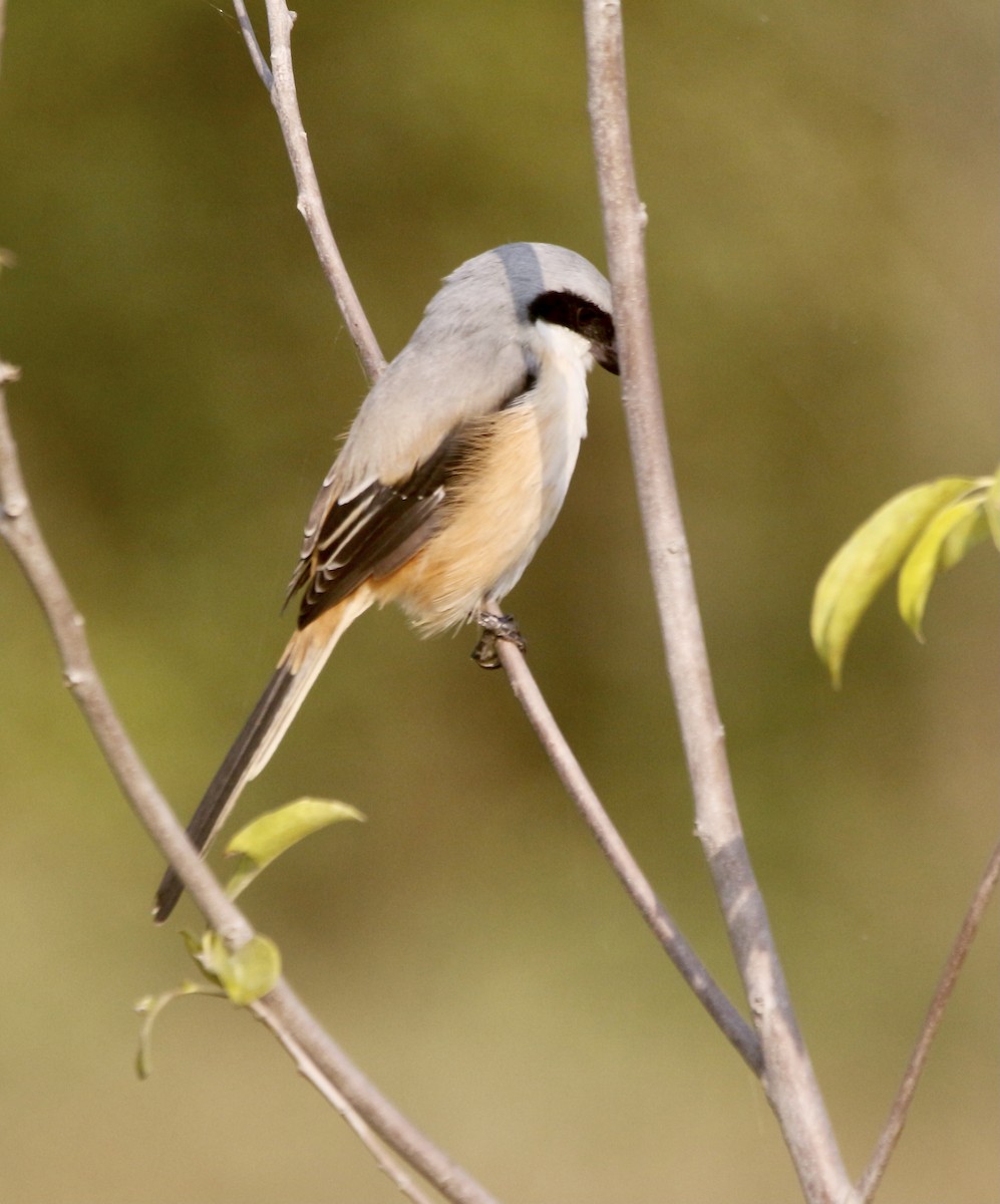 Сорокопуд довгохвостий - ML645715544