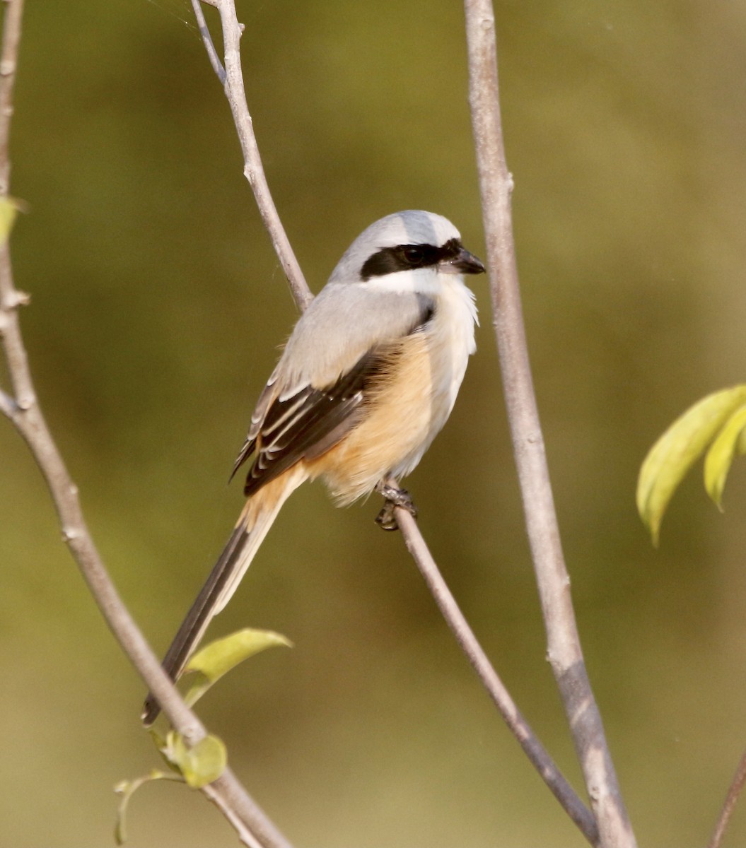 Сорокопуд довгохвостий - ML645715545