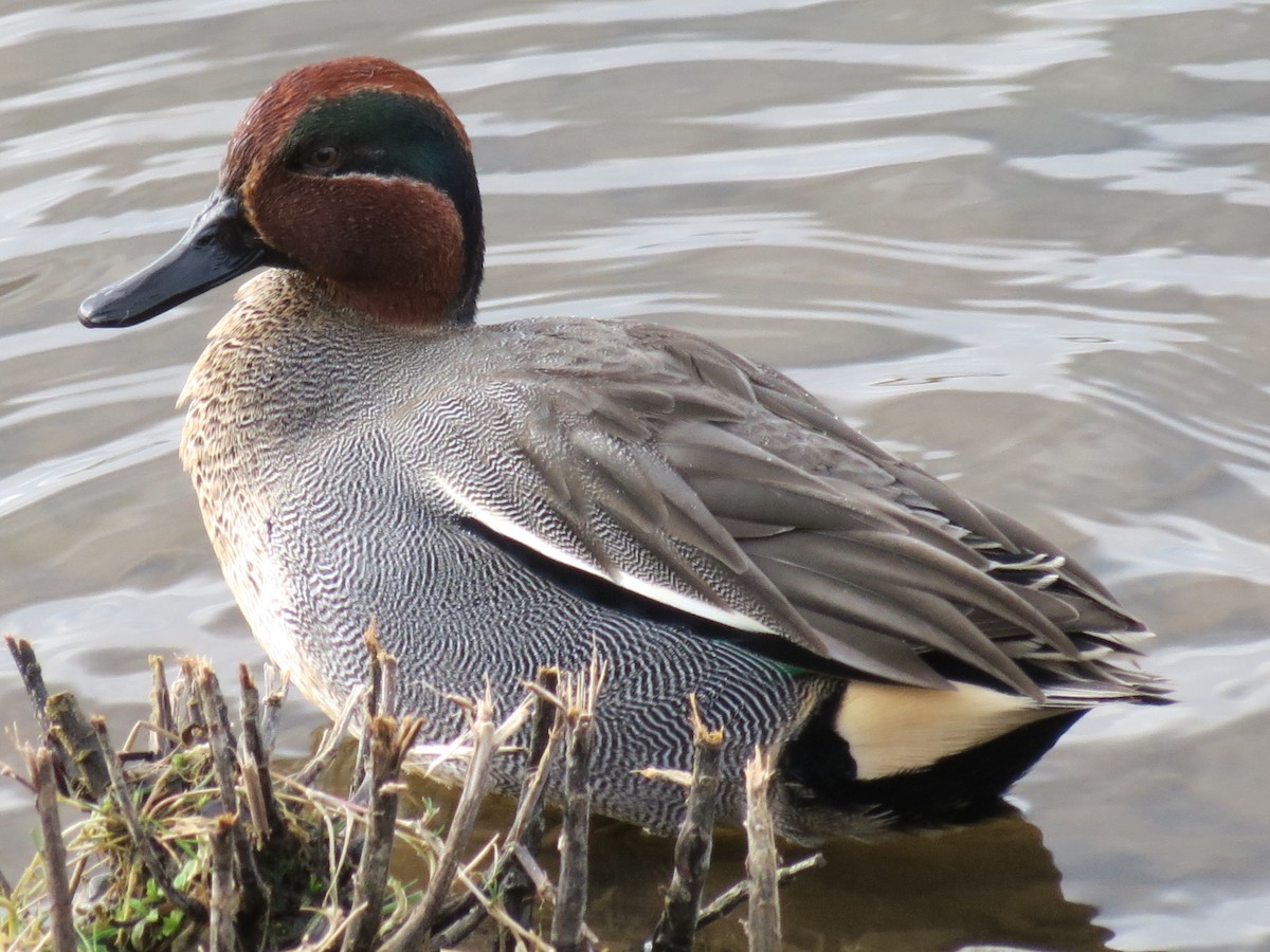 Чирянка мала - ML645715548