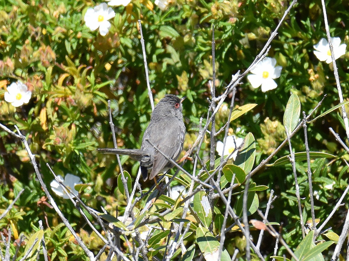 Marmora's Warbler - ML645715551