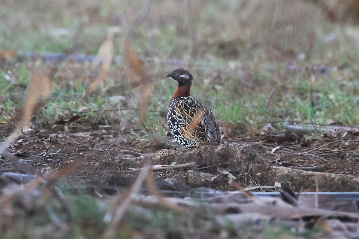 Black Francolin (Eastern) - ML645715555